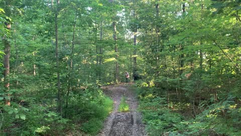 Dropping a Big White Oak