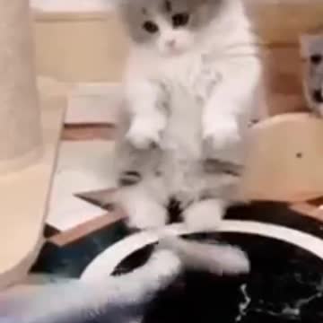 Babycat #shorts #cute