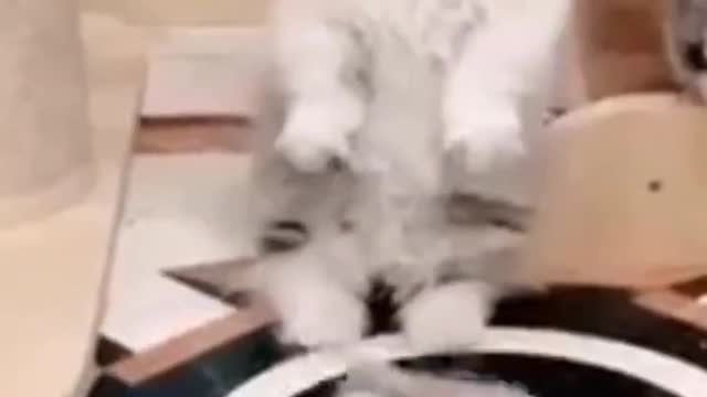 Babycat #shorts #cute