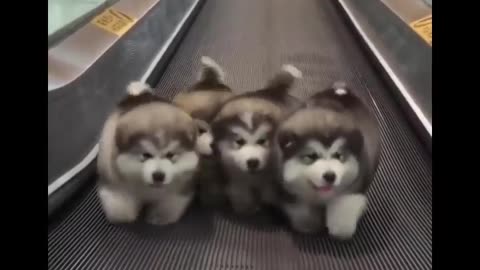 Husky Puppies Compilation #11 Adorable Husky Puppy