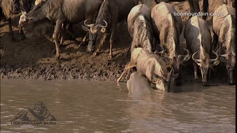 Wildlife