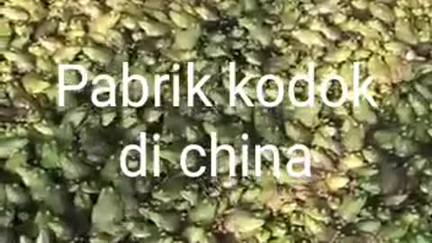 factory farming of frogs in china