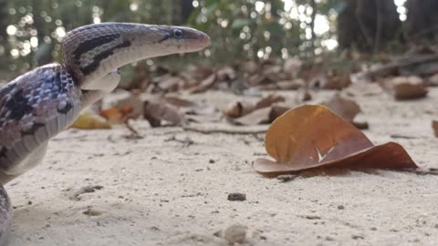The trinket snake in wild