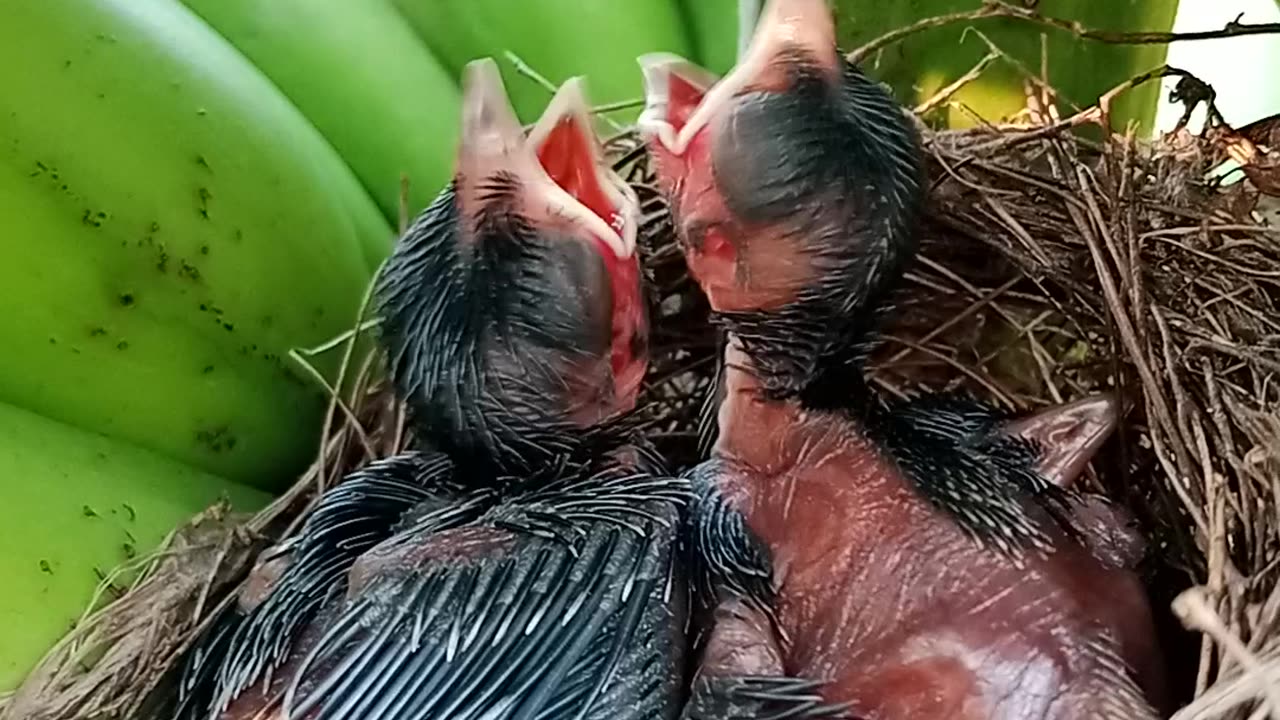 King fisher baby birds