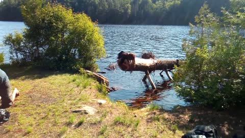 Algonquin Mosquito Canoe Trip