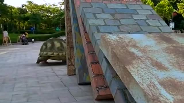 Check how strong this tortoise.