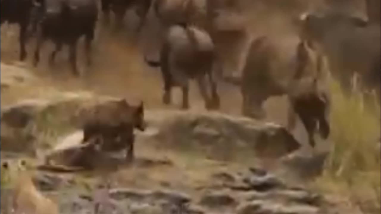 Buffalo Herd Save Baby From Lion Attack