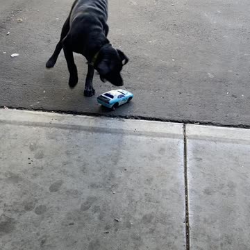 Remote Car vs Dog