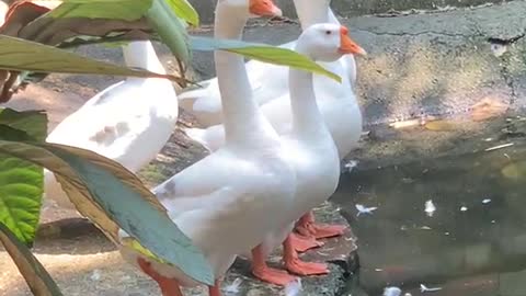 White goose looking at the food opposite