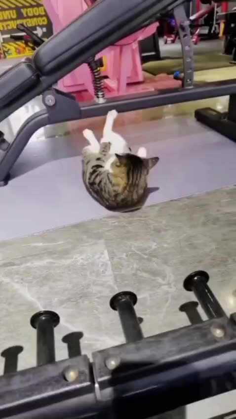When You're A Fat Cat & Need To Work On Those Abs :)