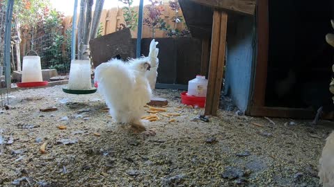 Backyard Chickens Relaxing Peaceful Video Sounds Noises Hens Clucking Roosters Crowing!