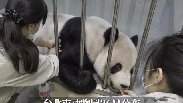 The mainland donated giant pandas to Taiwan "