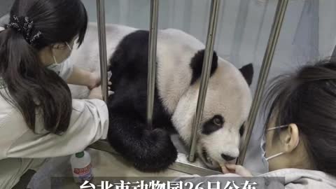 The mainland donated giant pandas to Taiwan "