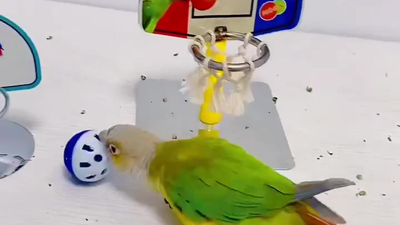 The little green parrot plays basketball alone - he plays the best basketball