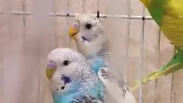 Budgerigar