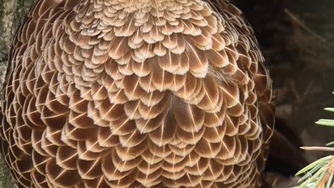 Cute bird