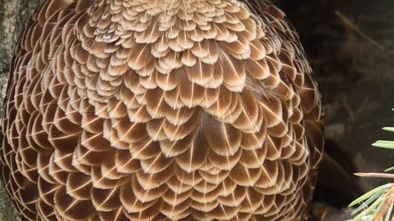 Cute bird