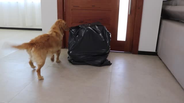 Hiding from a Golden Retriever in a Trash Bag- Our Pets 🐶
