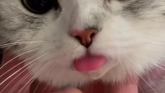 The cat whose anesthesia hasn’t disappeared is so cute