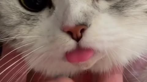 The cat whose anesthesia hasn’t disappeared is so cute