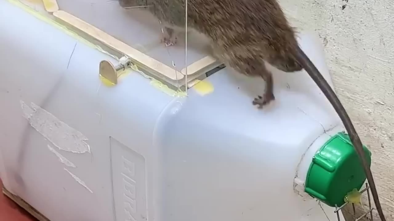 Mouse Trap