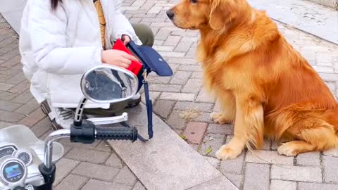 The surveillance scene. The golden retriever is fine