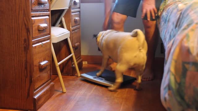 Fat Pug won't let owner use scale