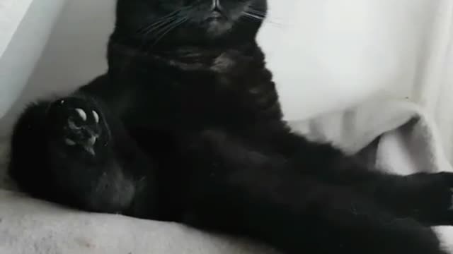 A big black cat