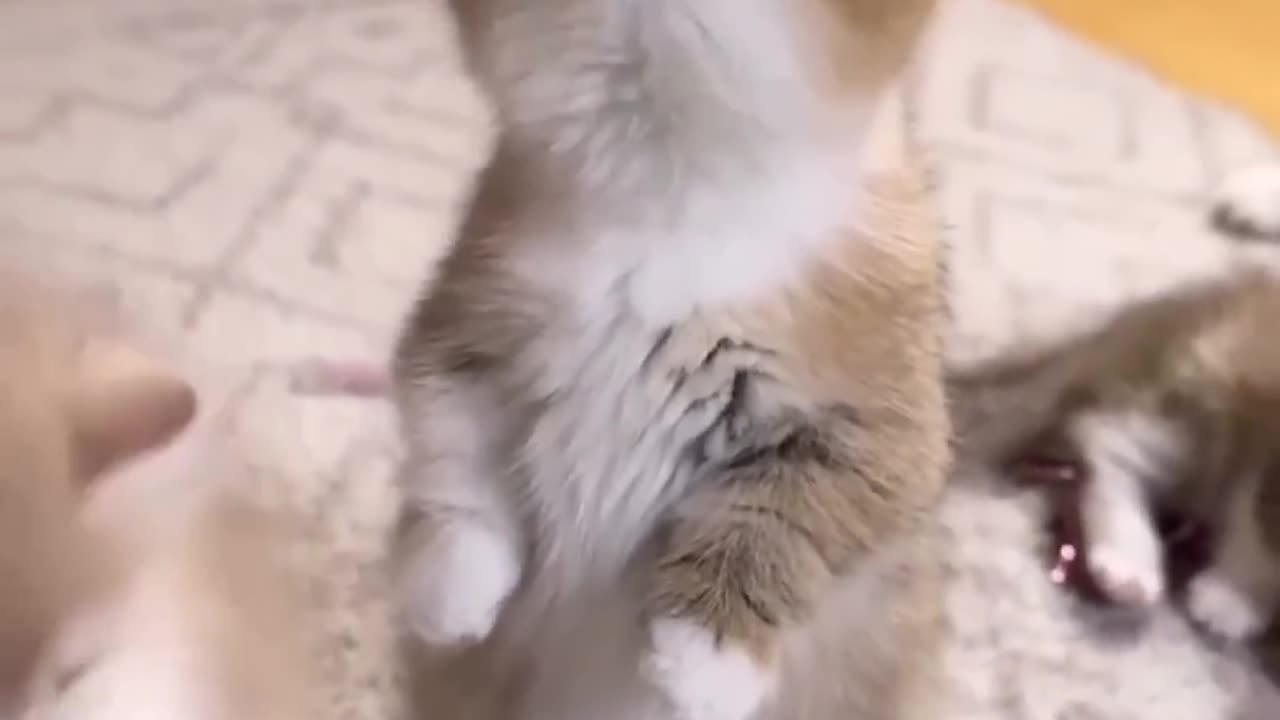 funny and cute cat #shortvideo #shorts