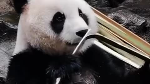 Panda eating bamboo