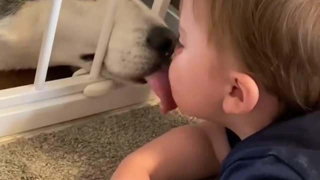 Cute dog and a baby