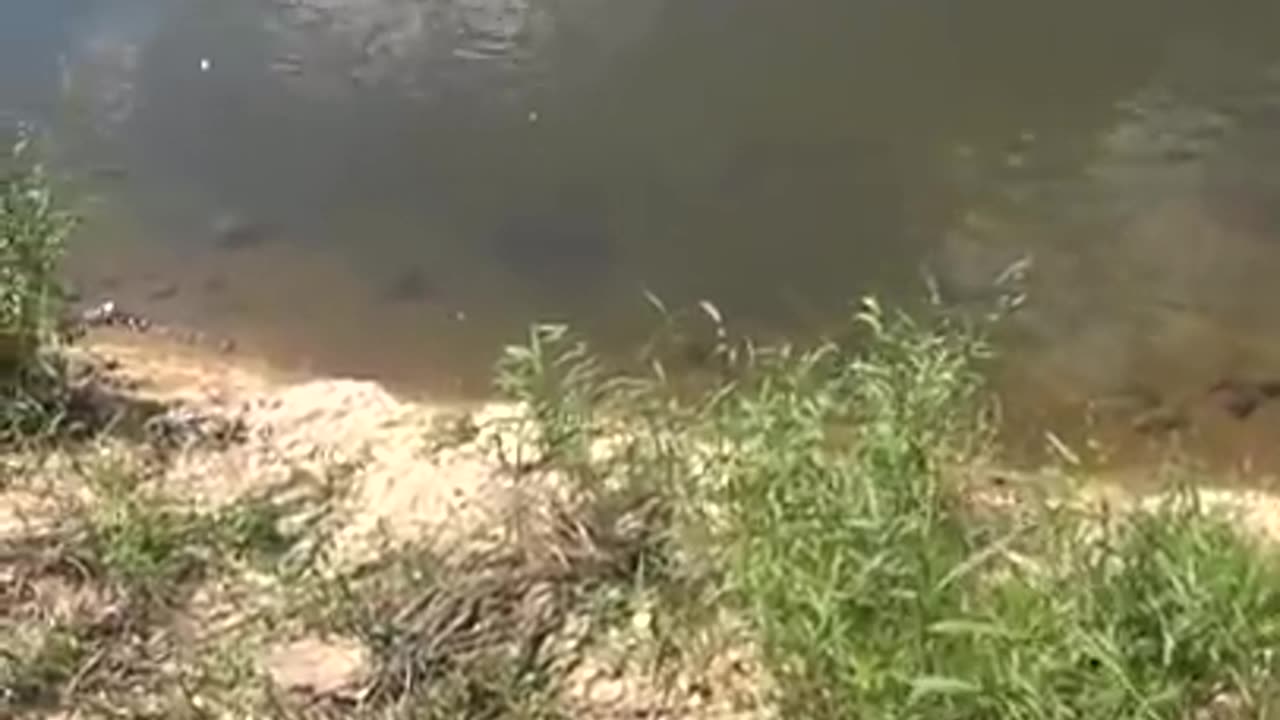 меткий выстрел из рогатки