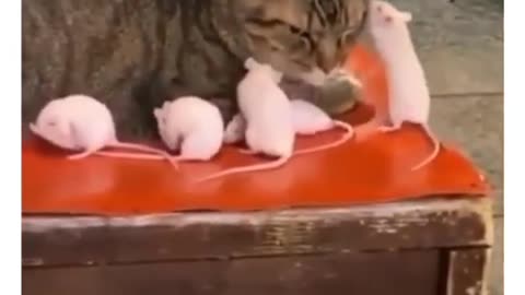 Funny animals - Funny cats / dogs - Funny animal videos