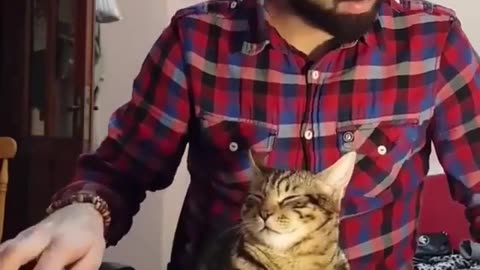 Time of Meow Madness: The Meow Explosion
