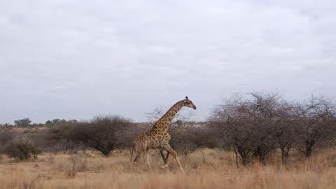 Giraffe video