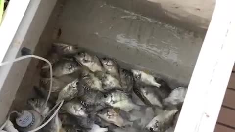 Fishing day