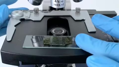 Seaweed under a microscope