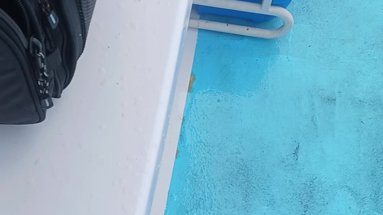 Sea bass.