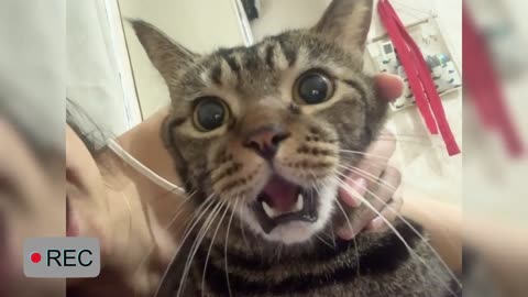 stupid owner helpless cat