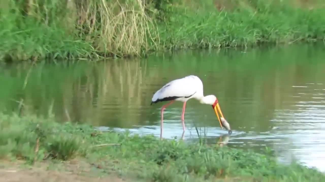 Yellow-billed Stork Failed To Catch A Fish For Lunch