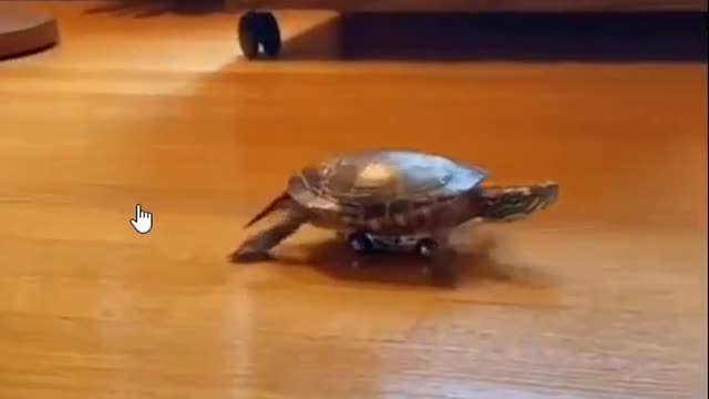 innovating turtle