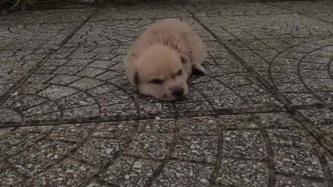 Cute puppy sitting alone on road