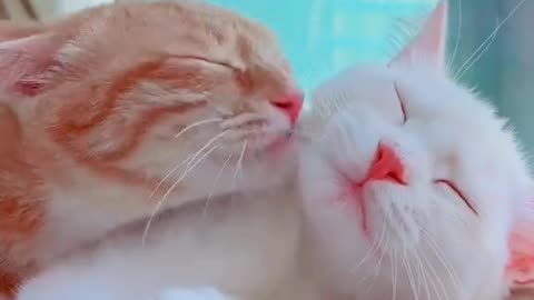 Romantic cat