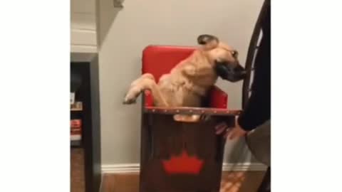 A dog's daily routine