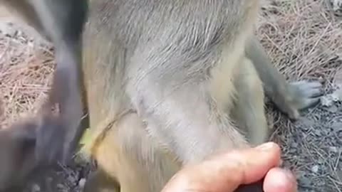 Funny monkey