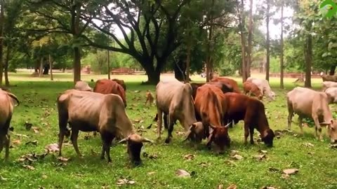 Cow video cow sounds funny videos