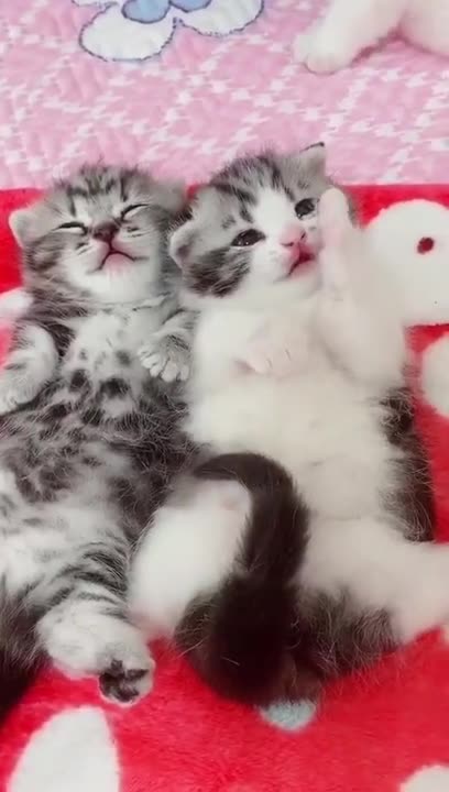Cute kittens. Cute cat videos