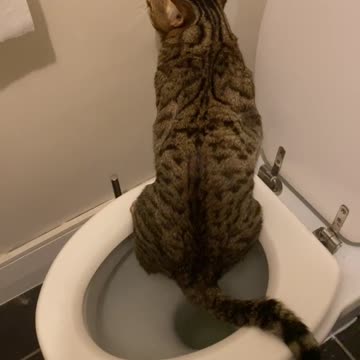 my cat taught himself to pee in the toilet (I hope he’ll flush next time)