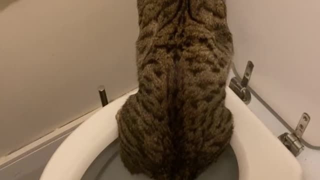 my cat taught himself to pee in the toilet (I hope he’ll flush next time)