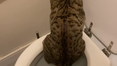 my cat taught himself to pee in the toilet (I hope he’ll flush next time)